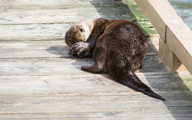 River otter in the wild