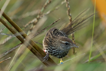 Fernbird Endemic Bush Bird of New Zealand