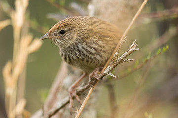 Fernbird Endemic Bush Bird of New Zealand