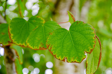 Leaves