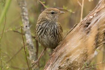Fernbird Endemic Bush Bird of New Zealand
