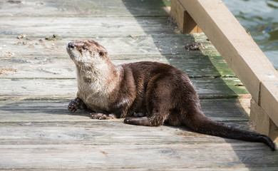 River otter in the wild