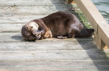 River otter in the wild