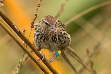 Fernbird Endemic Bush Bird of New Zealand