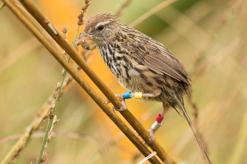 Fernbird Endemic Bush Bird of New Zealand