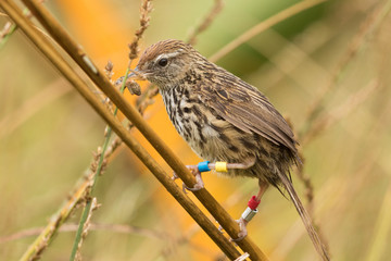Fernbird Endemic Bush Bird of New Zealand