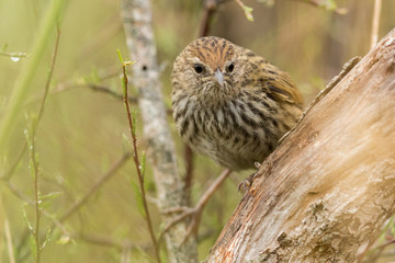 Fernbird Endemic Bush Bird of New Zealand