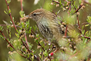 Fernbird Endemic Bush Bird of New Zealand