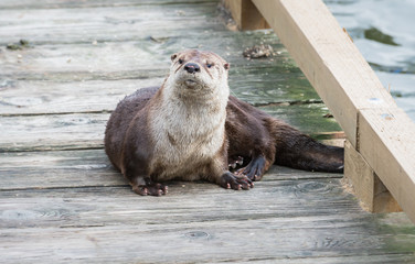 River otter in the wild