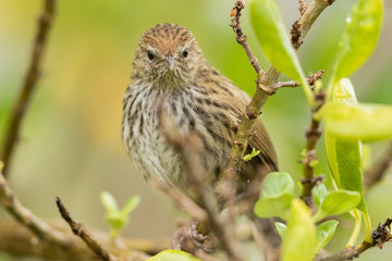 Fernbird Endemic Bush Bird of New Zealand