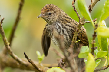 Fernbird Endemic Bush Bird of New Zealand