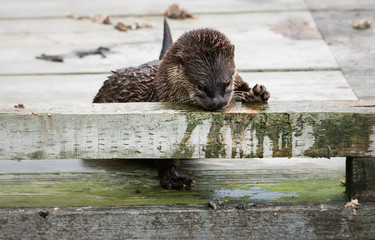 River otter in the wild