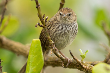 Fernbird Endemic Bush Bird of New Zealand