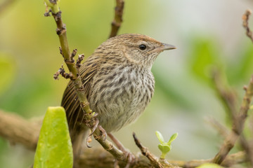 Fernbird Endemic Bush Bird of New Zealand