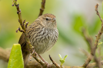 Fernbird Endemic Bush Bird of New Zealand