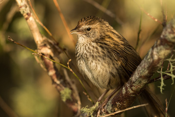 Fernbird Endemic Bush Bird of New Zealand