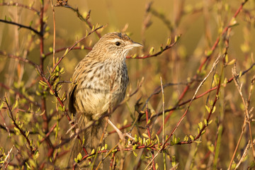 Fernbird Endemic Bush Bird of New Zealand