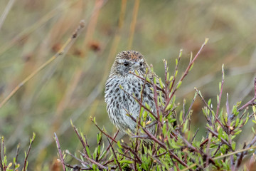 Fernbird Endemic Bush Bird of New Zealand