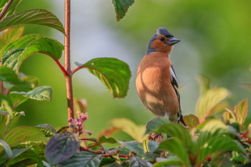 Chaffinch in Australasia