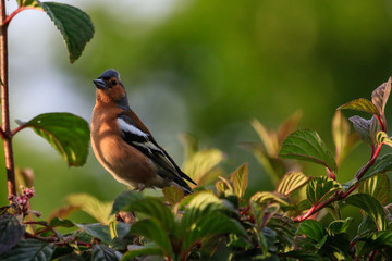 Chaffinch in Australasia