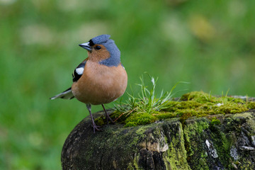 Chaffinch in Australasia