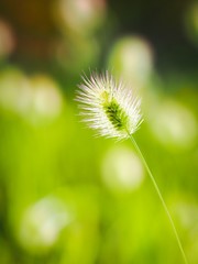 dandelion on background of green grass