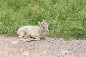 little baby  goat laying down