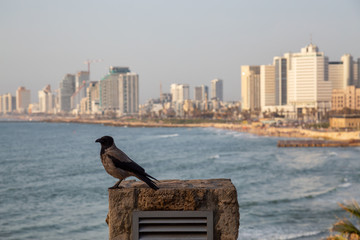 Grey Crow sitting in the city during a sunny day. Taken in the Old Jaffa City, Tel Aviv, Israel.