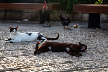 Wild street cat and a Chicken outdoors during a sunny evening. Taken at the Old Port of Jaffa, Tel Aviv, Israel.