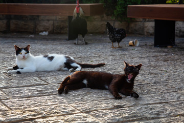 Wild street cat and a Chicken outdoors during a sunny evening. Taken at the Old Port of Jaffa, Tel Aviv, Israel.