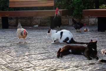 Wild street cat and a Chicken outdoors during a sunny evening. Taken at the Old Port of Jaffa, Tel Aviv, Israel.