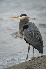 Heron