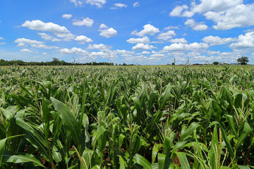Fototapeta na wymiar Corn field and beautiful clouds sky background.