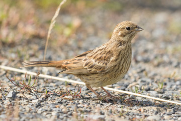 Yellowhammer in Australasia