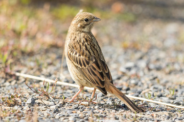 Yellowhammer in Australasia