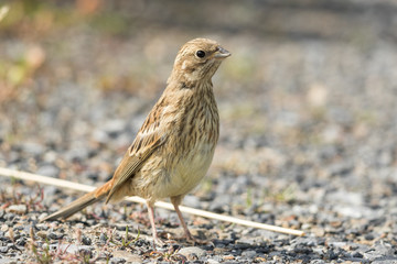Yellowhammer in Australasia