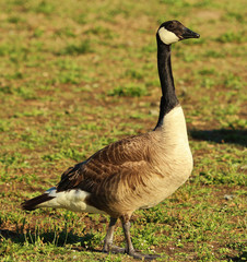 Canada Goose in Australasia
