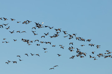 Canada Goose in Australasia