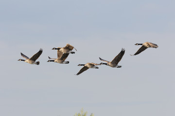 Canada Goose in Australasia