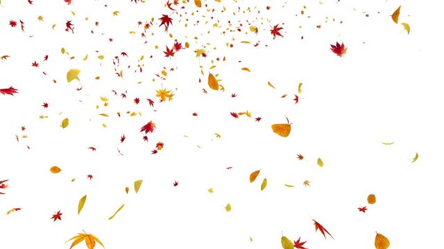 Autumn leaves dance in wind