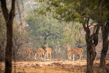 Khana national park