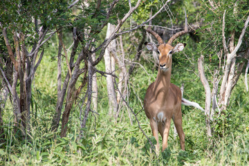 Gazelle in the forest