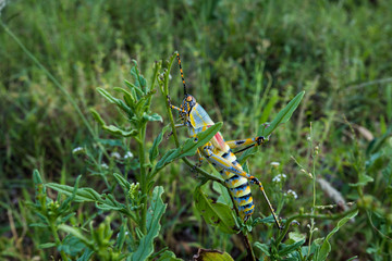 Large Grasshopper