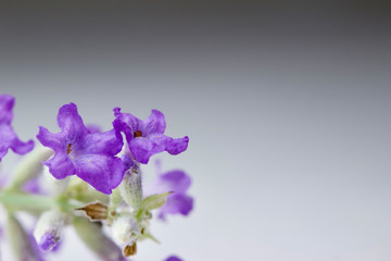 Macro view of a sprig of tiny purple lavender blossoms