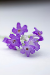 Macro view of a sprig of tiny purple lavender blossoms