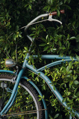 Fototapeta na wymiar Bicycle leaning against a tree