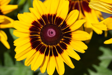 Close-up view of bright yellow and red rudbeckia (black-eyed-susan) flowers in bloom