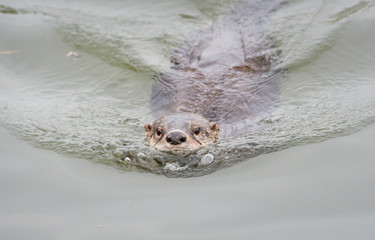 river otter