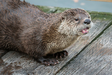 Fototapeta premium river otter