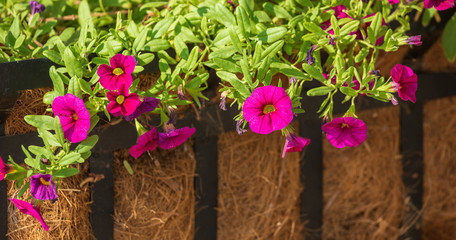 Closeup bright pink flower quarantus